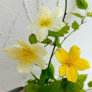 Ԗ ؂̕c/}uL(RjF3.5|bg