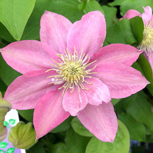 N}`X̕c/N}`XFg}[Ch4|bgipeXn)