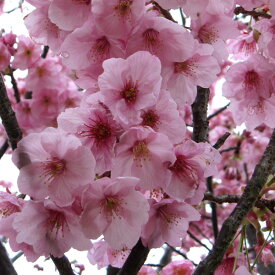 花木 庭木の苗/桜：陽光（ヨウコウ）桜接木苗4～5号ポット