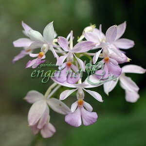 苗 エビネの人気商品 通販 価格比較 価格 Com