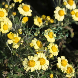 R쑐̕c/LNFԃmWMN3|bg