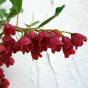 Ԗ ؂̕c/hE_ccWFgXсixjTTjhE_4.5`5|bg