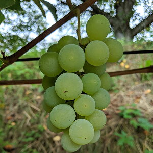 ʎ̕c/uhEFiCAK}ؕc4`5|bg