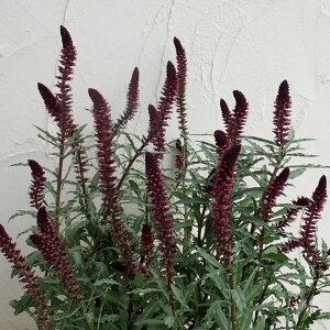 Ԃ̕c/V}LAFAgp[vAE{W[3|bg2Zbg