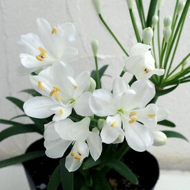 草花の苗/アガパンサス：スノーボール5号ポット