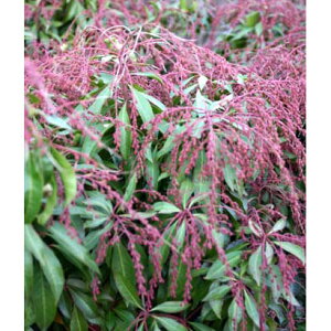 Ԗ ؂̕c/AZrin؁jF́XiVEWEj3.5|bg