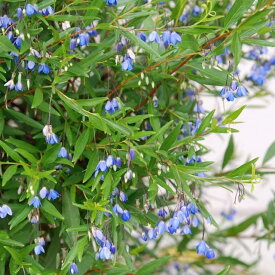 草花の苗/オーストラリアンブルーベルズ：ブルー3～3.5号ポット2株セット