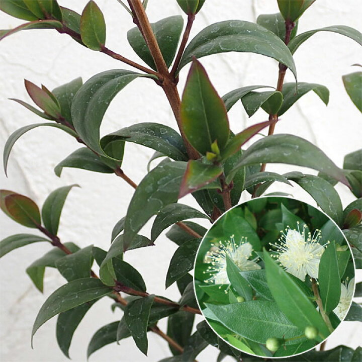 楽天市場 花木 庭木の苗 マートル ギンバイカ 銀梅花 ブランチ5号ポット 園芸ネット プラス