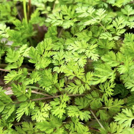 ハーブの苗/チャービル3号ポット2株セット