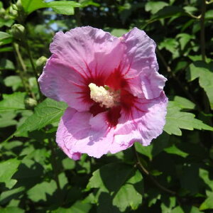 Ԗ ؂̕c/NQiہjFAJMI}(ԋ_j3.5|bg