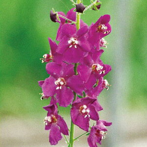 Ԃ̕c/o[oXJFrIb^3.5|bg2Zbg