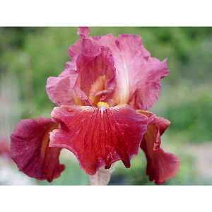 Ԃ̕c/W[}ACXFTZbgX}C3.5|bg