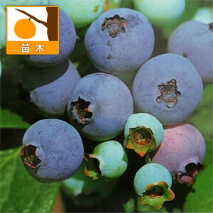 ʎ̕c/u[x[inCubVnjFuMb^4|bg