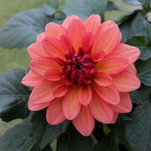 ダリア 苗の人気商品 通販 価格比較 価格 Com