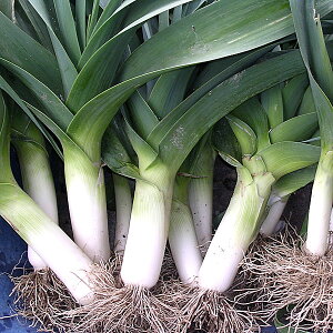 [NFӐi|lMj̎*[O^EX[vEύݗɁI؃^l]