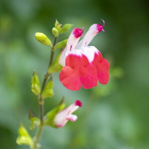 Ԃ̕c/TrA ~NtBFzbgbvX3-3.5|bg2Zbg