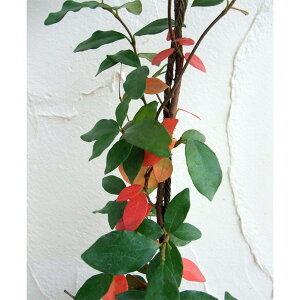 苗 テイカカズラの人気商品 通販 価格比較 価格 Com