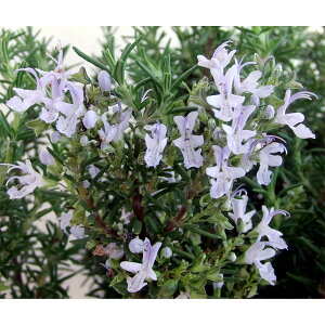 n[u̕c/[Y}[iقӂjFu[{[C7|bg