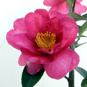 Ԗ ؂̕c/TUJiRԁjFi^`Jj4|bg[11`3Jԁ@wɂ鋽D̉Ԗ]