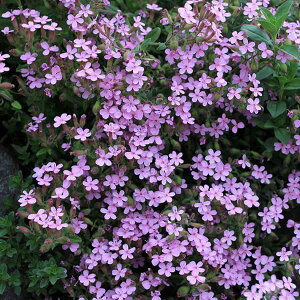 Ԃ̕c/T|iA ILCfX3-3.5|bg