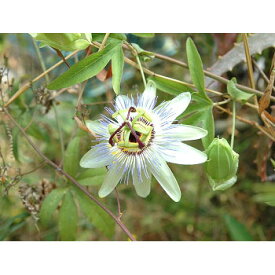 草花の苗/トケイソウ（耐寒性時計草）：カエルレア3号ポット