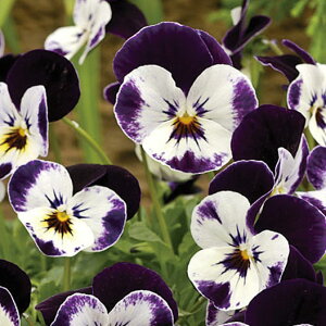 Ԃ̕c/rIFyj[ ~bL[3-3.5|bg