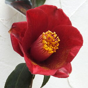 Ԗ ؂̕c/̏ցicoLjF̏4`4.5|bg