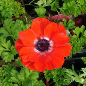 Ԃ̕c/AllF|g XJ[bg3.5|bg