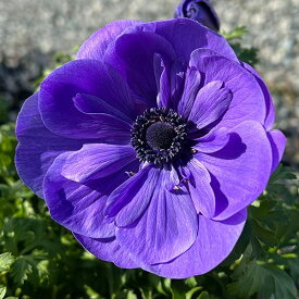 草花の苗/アネモネ：ポルト ブルー3.5号ポット2株セット