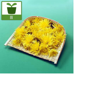 ؂̕c/HpeFij 2.5|bg