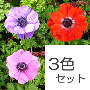 Ԃ̕c/AllF|g 3.5|bg3FZbgiu[EXJ[bgEI[Lbhj