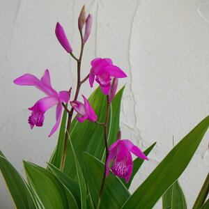 Ԃ̕c/V F蓍 23.5|bg