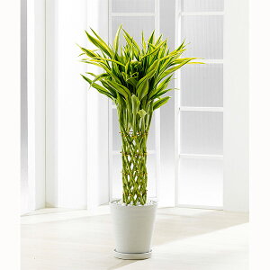 ミリオンバンブー 観葉植物の人気商品 通販 価格比較 価格 Com