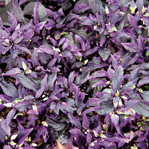 Ԃ̕c/SVLgEKViϏܗpƂ炵jFp[vtbV2.5`3|bg2Zbg