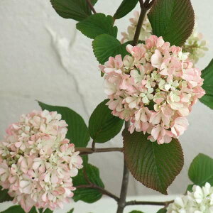 Ԗ ؂̕c/IIf}iro[ijF[~g4`5|bg