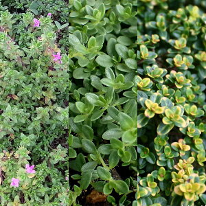 n[u̕c/OhJo[pقӂ^C3|bg3Zbg