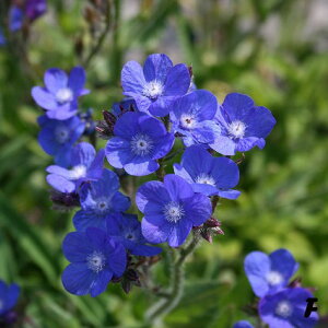 Ԃ̕c/A`[TFv[YXgC3-3.5|bg2Zbg