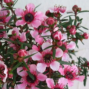 Ԗ ؂̕c/MEoCFԈdiZsNj3|bg