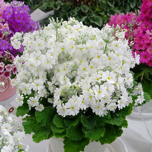 Ԃ̕c/vF}RCfX zCg3-3.5|bg