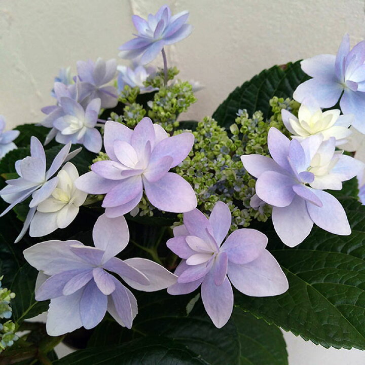 楽天市場 花木 庭木の苗 アジサイ ダンスパーティー3 5号ポット 園芸ネット プラス