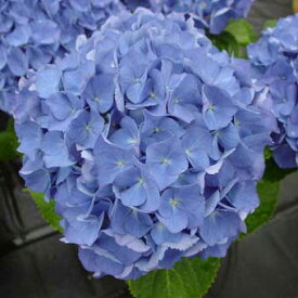 楽天市場 紫陽花 苗の通販 楽天市場 紫陽花 苗の通販