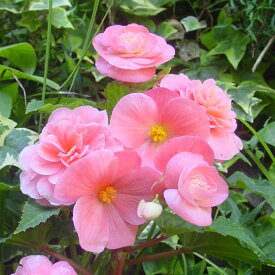 楽天市場 ベゴニア 八重の通販