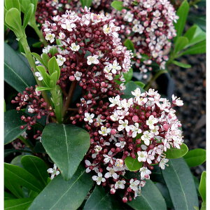 Ԗ ؂̕c/~}VL~Fx4`5|bg