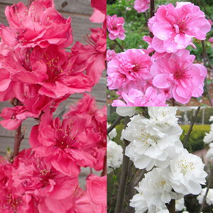 �Ԗ� ��؂̕c/�ق������ԓ��F �Ǝ�V���[�Y3�i��Z�b�g