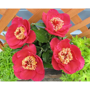 Ԃ̕c/VNNi䉖jF݂炢3.5|bg