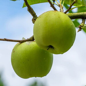 ʎ̕c/SFIEiсj4`5|bg