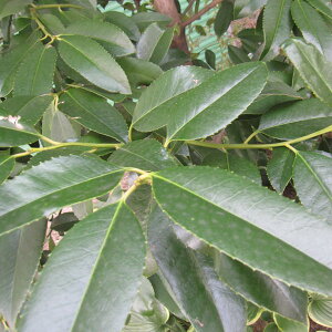 Ԗ ؂̕c/^Eiq^Ej1.2m