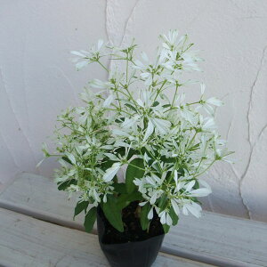 Ԃ̕c/[tHrAFPi䂫Ђ߁j3|bg