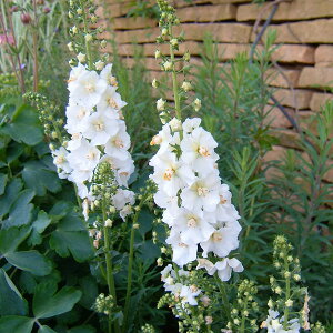 Ԃ̕c/o[oXJFzCg3-3.5|bg2Zbg