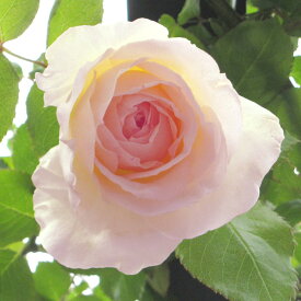 楽天市場 日陰 に 強い バラの通販